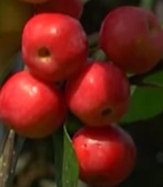 Jabłoń Red Sentinel - Malus Red Sentinel