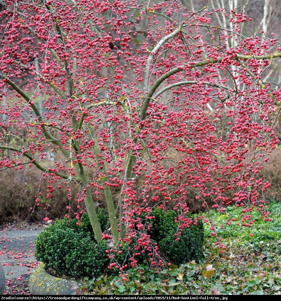 Jabłoń Red Sentinel - Malus Red Sentinel