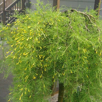 Karagana syberyjska Walker - Caragana arborescens Walker