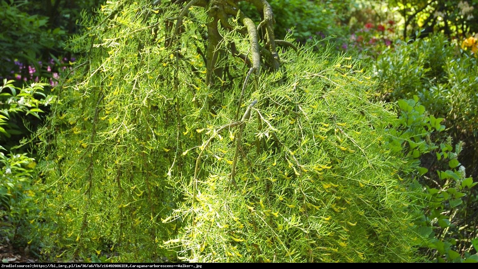 Karagana syberyjska Walker - Caragana arborescens Walker