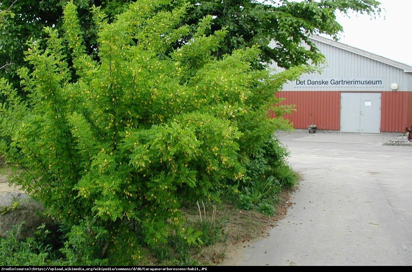 Karagana syberyjska Walker - Caragana arborescens Walker