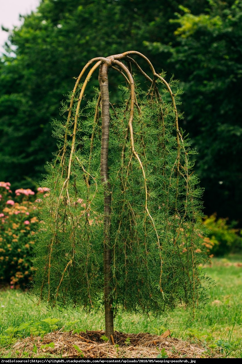 Karagana syberyjska Walker - Caragana arborescens Walker