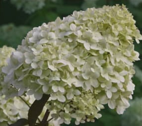 Hortensja bukietowa Polar Bear- REWELACYJNA, czysta biel - Hydrangea paniculata Polar Bear