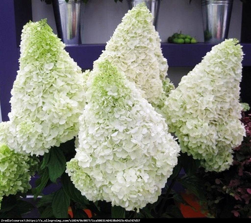 Hortensja bukietowa Polar Bear- REWELACYJNA, czysta biel - Hydrangea paniculata Polar Bear