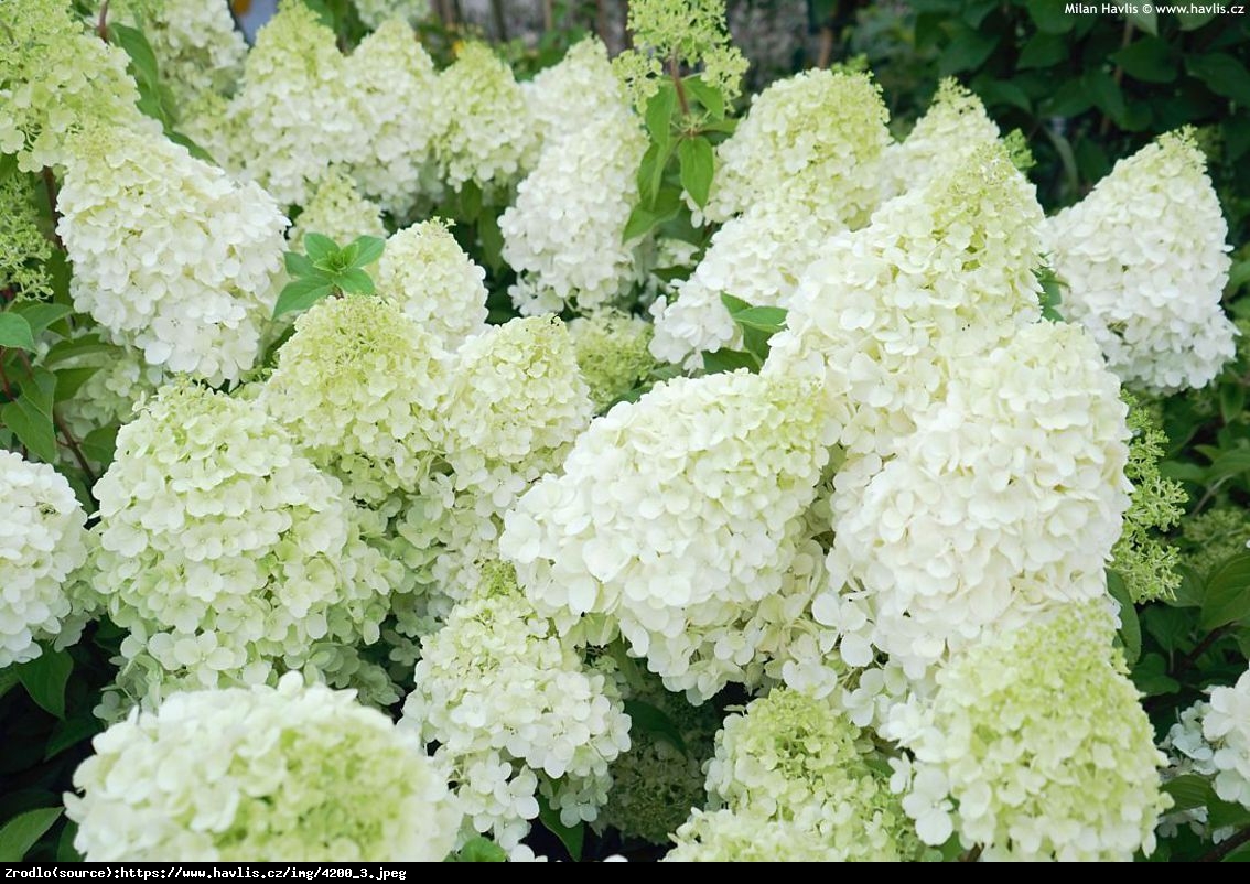 Hortensja bukietowa Polar Bear- REWELACYJNA, czysta biel - Hydrangea paniculata Polar Bear