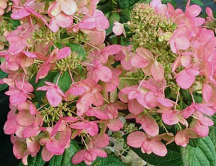 Hortensja bukietowa Magical Flame - Hydrangea paniculata Magical Flame