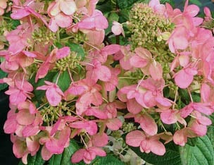 Hortensja bukietowa Magical Flame - Hydrangea paniculata Magical Flame