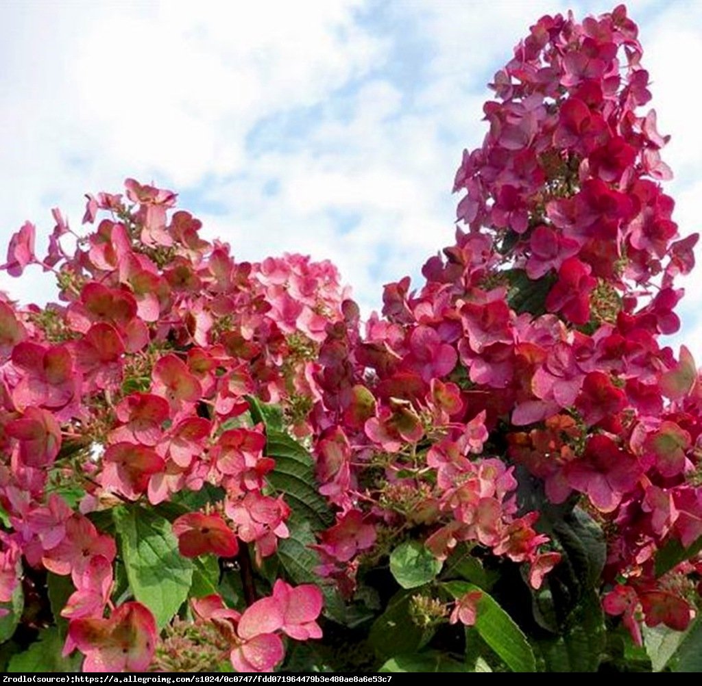 Hortensja bukietowa Magical Flame - Hydrangea paniculata Magical Flame