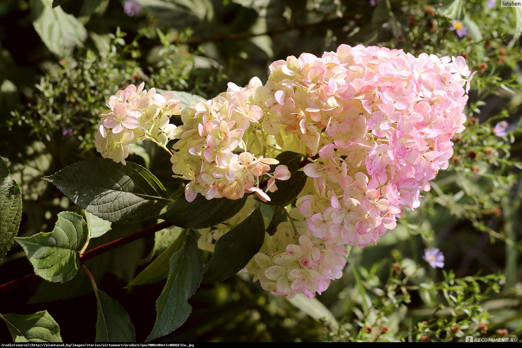 Гортензия метельчатая magical sweet summer фото