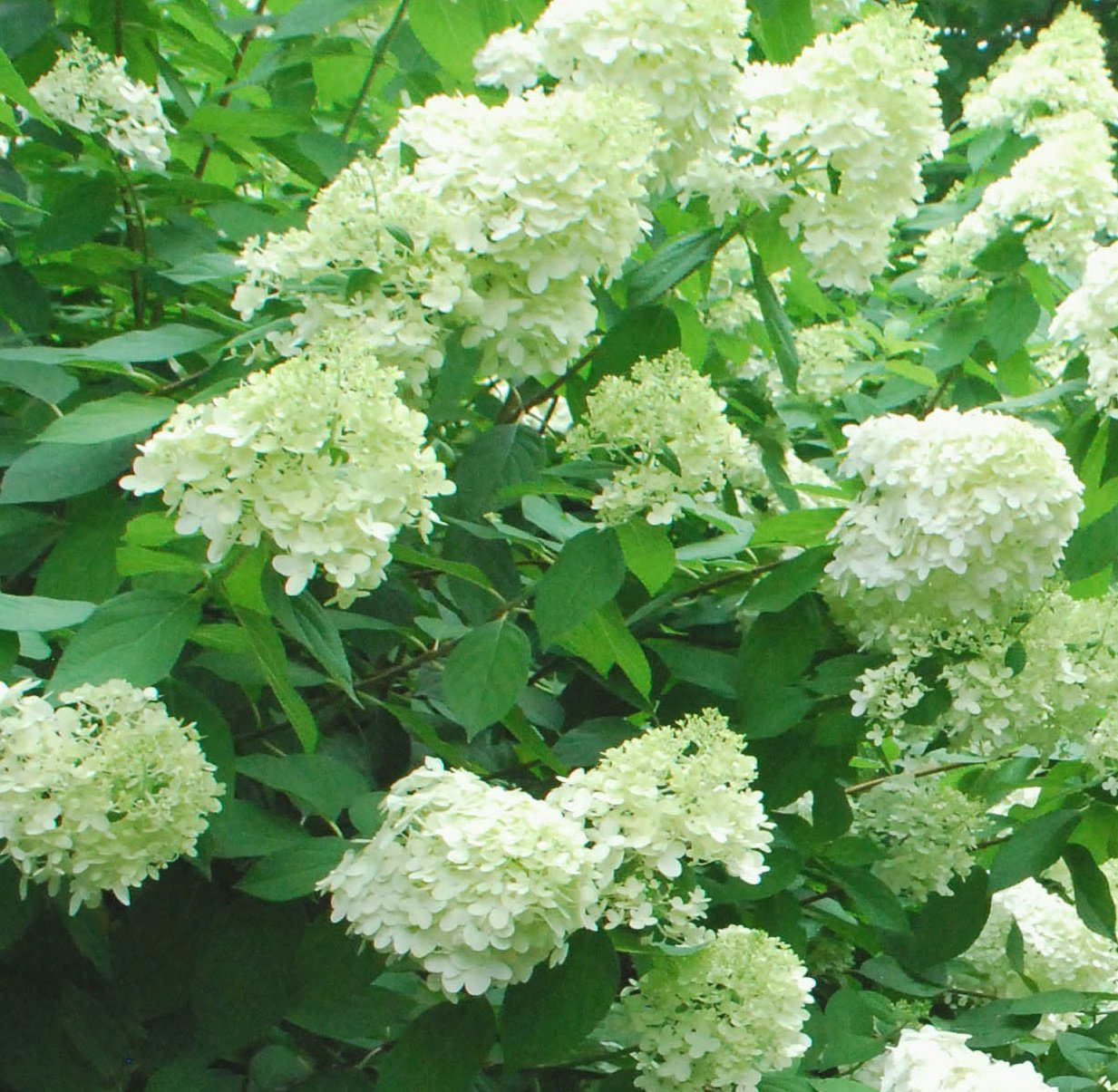 Hortensja bukietowa Magical Moonlight - Hydrangea paniculata Magical Moonlight