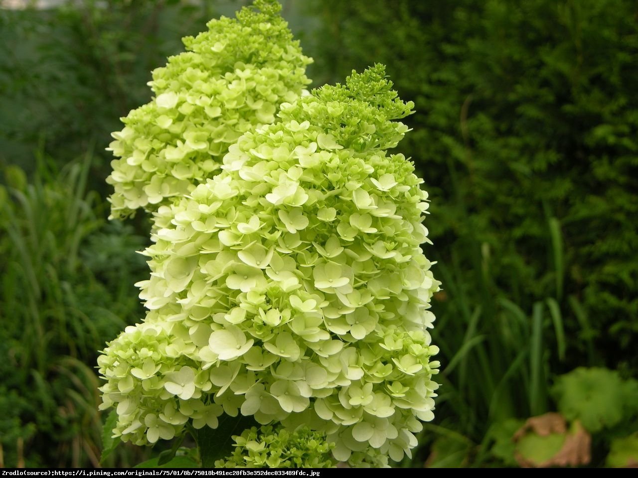 Hortensja bukietowa Magical Moonlight - Hydrangea paniculata Magical Moonlight