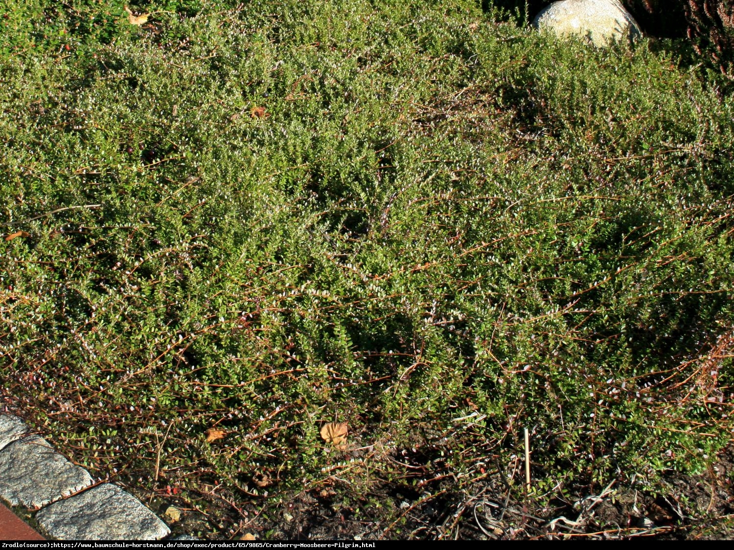 Żurawina wielkoowocowa Pilgrim - Vaccinium macrocarpon Pilgrim