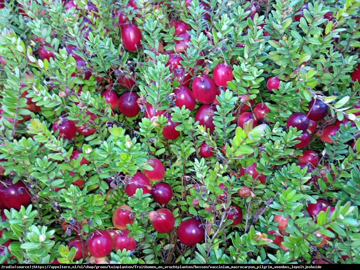 Żurawina wielkoowocowa Pilgrim - Vaccinium macrocarpon Pilgrim