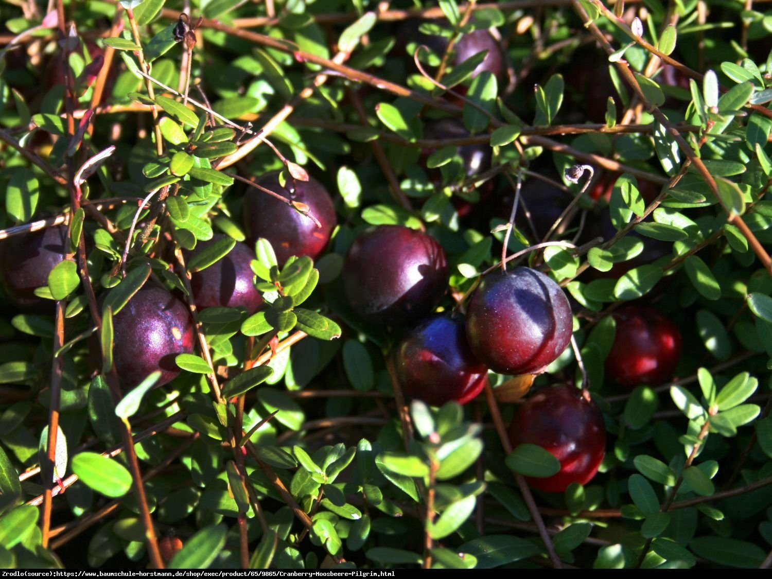 Żurawina wielkoowocowa Pilgrim - Vaccinium macrocarpon Pilgrim