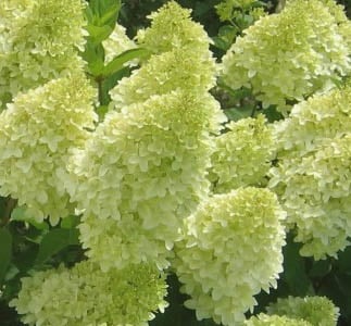 Hortensja bukietowa Magical Candle - Hydrangea paniculata Magical Candle