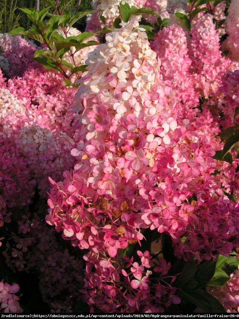 Hortensja bukietowa Magical Candle - Hydrangea paniculata Magical Candle