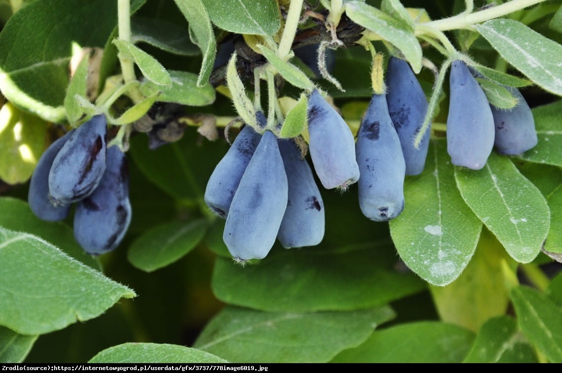 Jagoda kamczacka Jugana - Lonicera caerulea var. kamtschatica Jugana