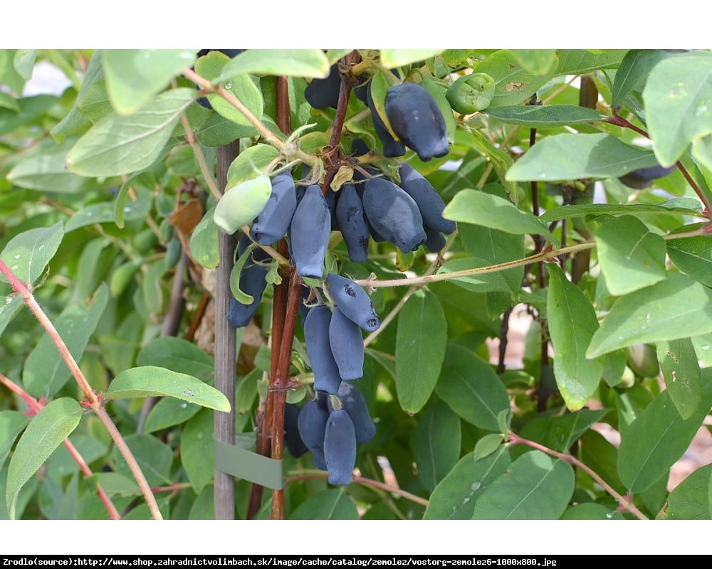 Jagoda kamczacka Vostorg - Lonicera caerulea var. kamtschatica Vostorg