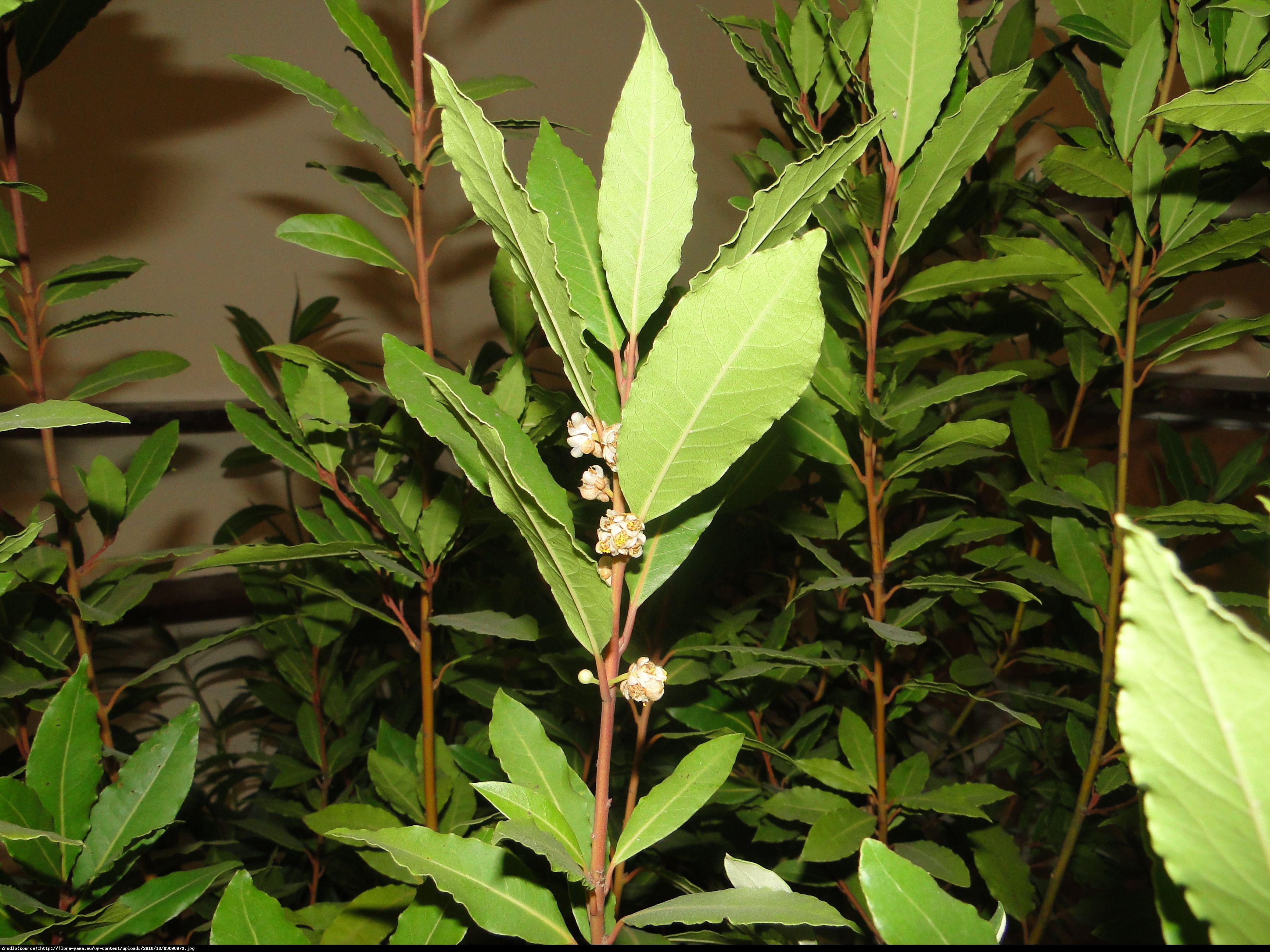 Wawrzyn szlachetny (Drzewo laurowe) - Laurus nobilis