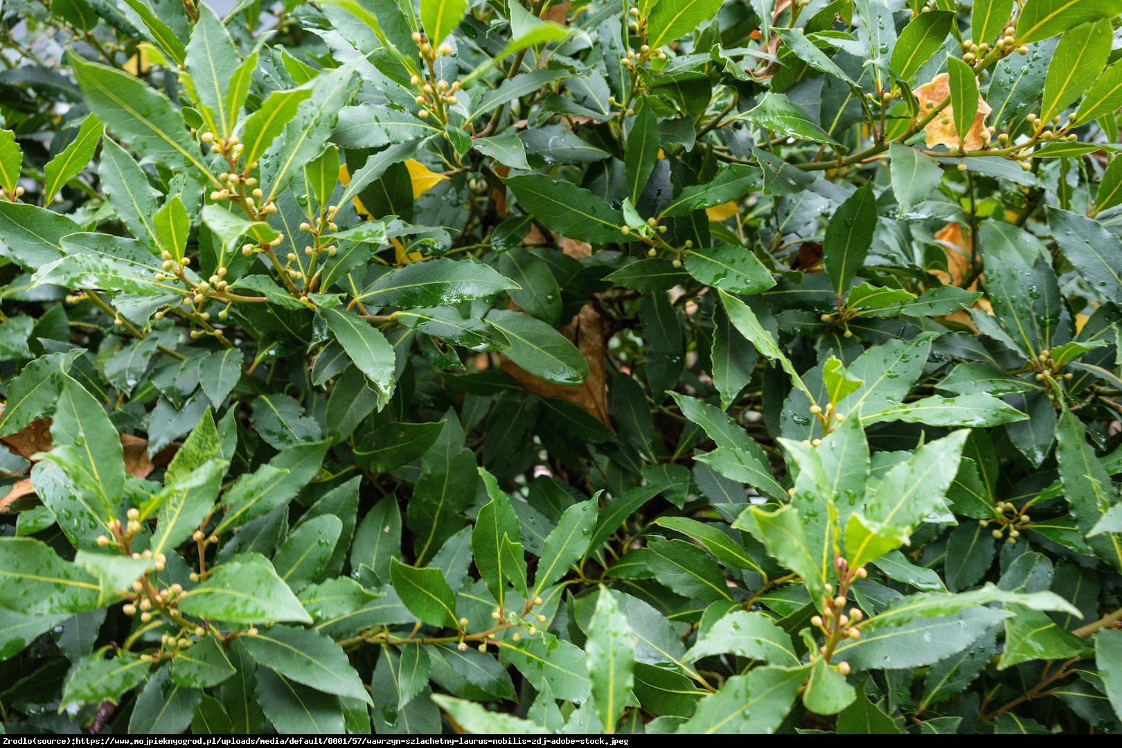 Wawrzyn szlachetny (Drzewo laurowe) - Laurus nobilis