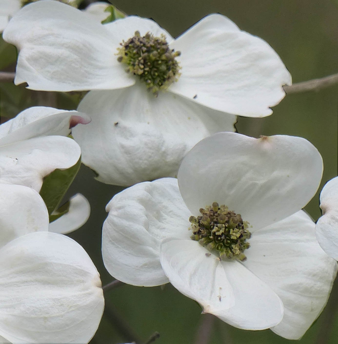 Dereń Nutala Ascona - Cornus nuttallii Ascona