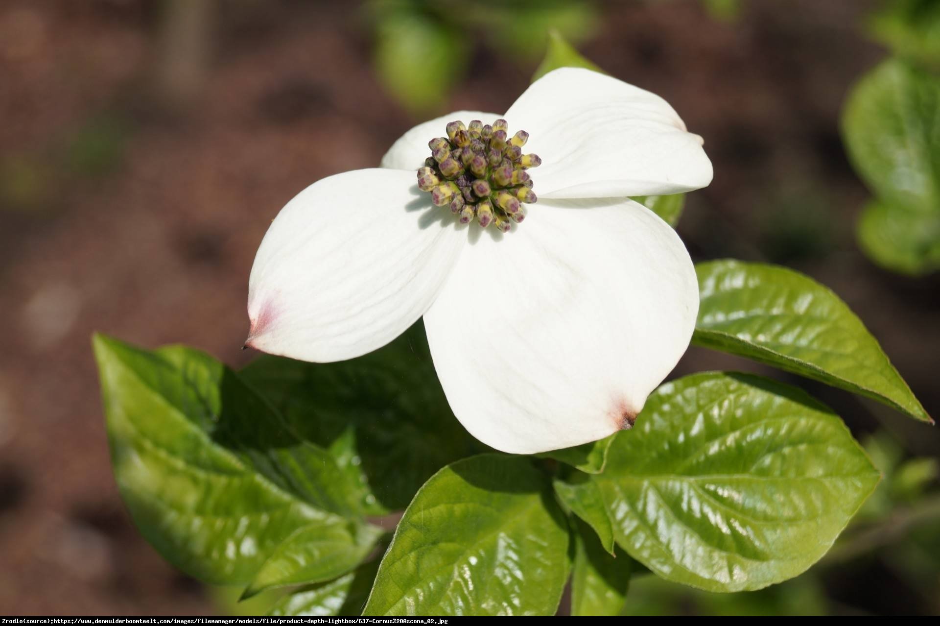 Dereń Nutala Ascona - Cornus nuttallii Ascona