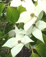 Dereń kousa Schmetterling - BIAŁY OBŁOCZEK, długie kwitnienie!!! - Cornus kousa Schmetterling