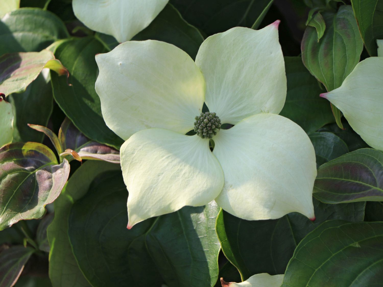 Dereń kousa Schmetterling - BIAŁY OBŁOCZEK, długie kwitnienie!!! - Cornus kousa Schmetterling