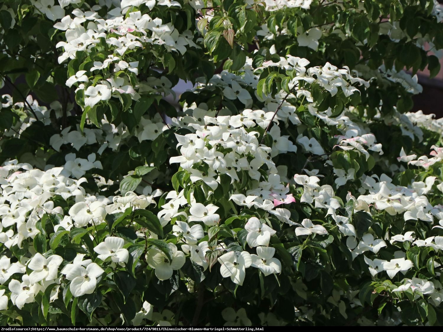 Dereń kousa Schmetterling - BIAŁY OBŁOCZEK, długie kwitnienie!!! - Cornus kousa Schmetterling