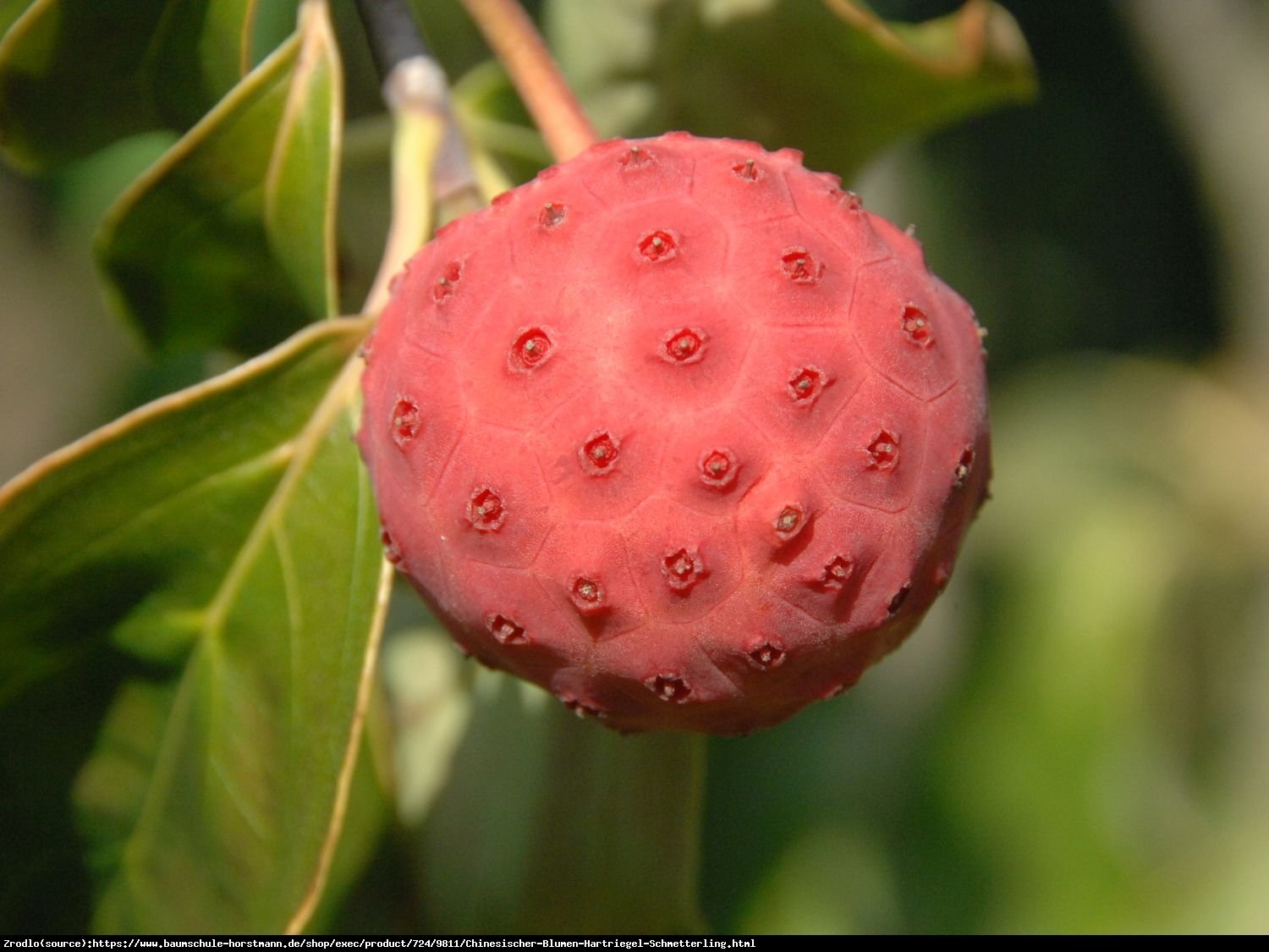 Dereń kousa Schmetterling - BIAŁY OBŁOCZEK, długie kwitnienie!!! - Cornus kousa Schmetterling