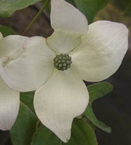 Dereń kousa Bultincks Weeping - Cornus kousa Bultincks Weeping