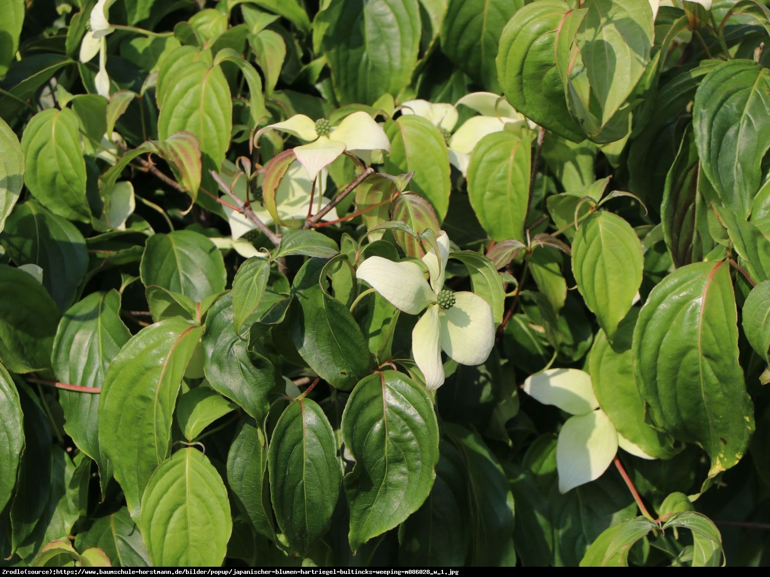 Dereń kousa Bultincks Weeping - Cornus kousa Bultincks Weeping