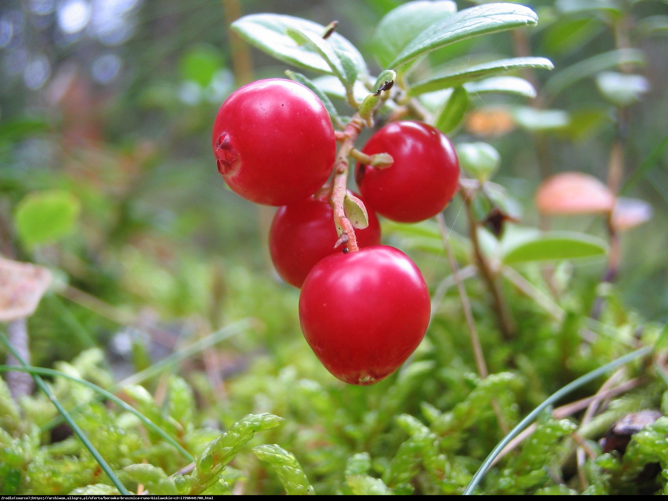 Borówka brusznica Runo Bielawskie - Vaccinium vitis-idaea Runo Bielawskie