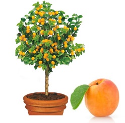 mini Morela ApriGold - Prunus armeniaca ApriGold