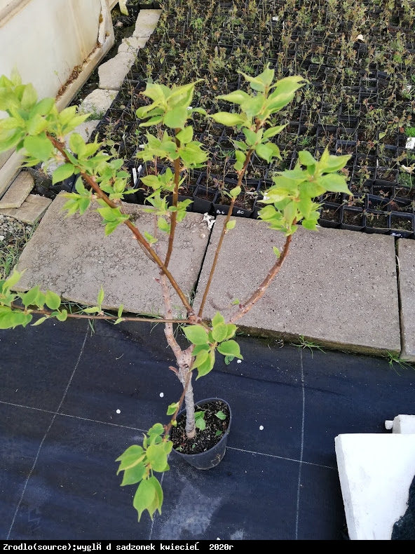 mini Morela ApriGold - Prunus armeniaca ApriGold