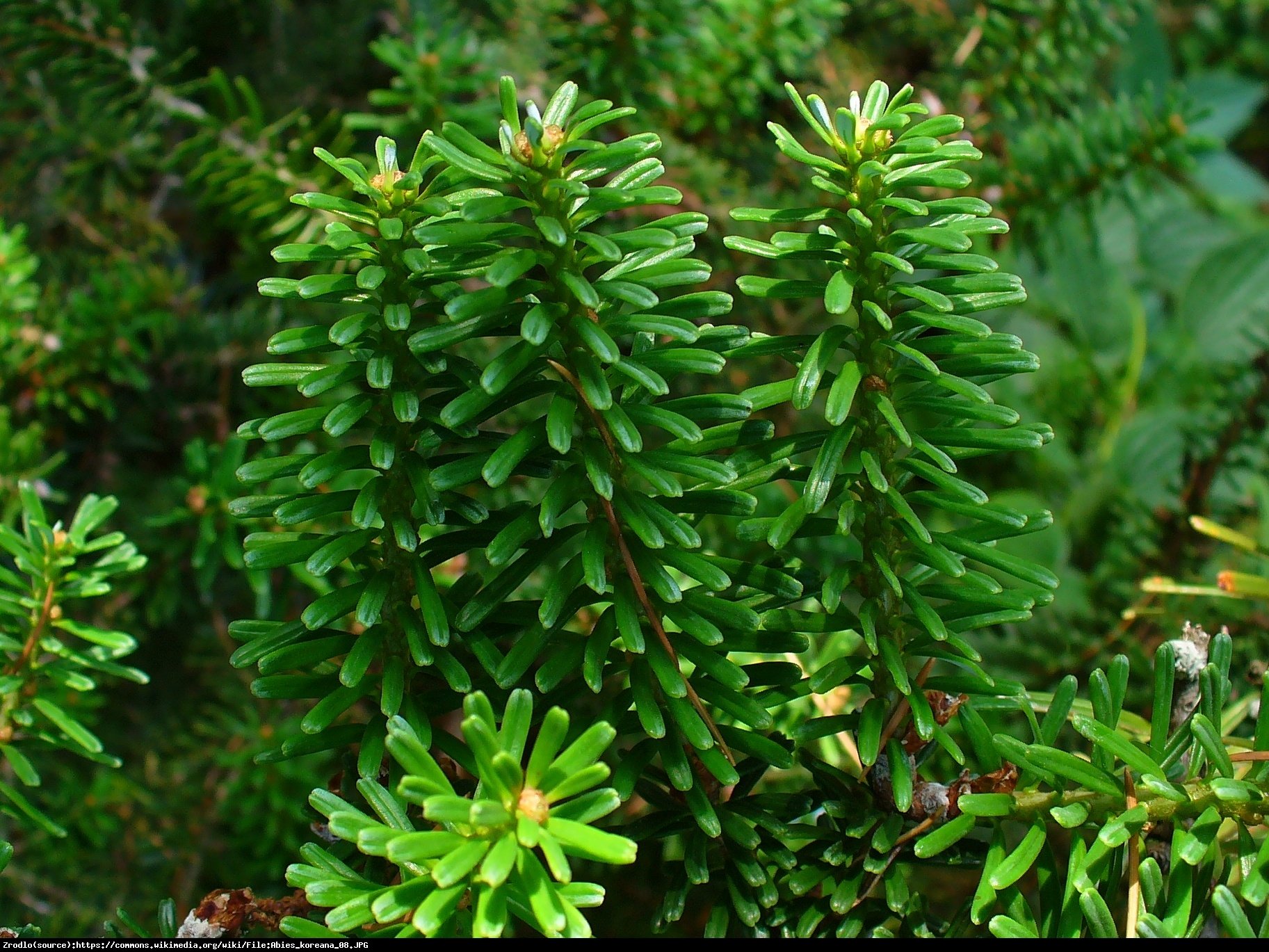 Jodła koreańska - Abies koreana