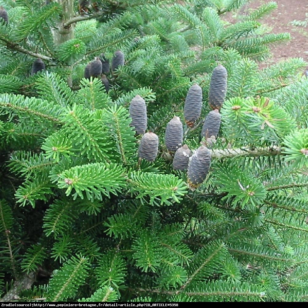 Jodła koreańska - Abies koreana