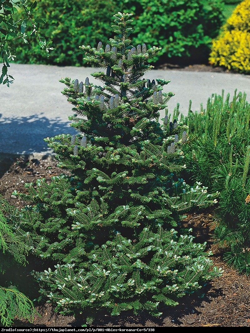 Jodła koreańska - Abies koreana